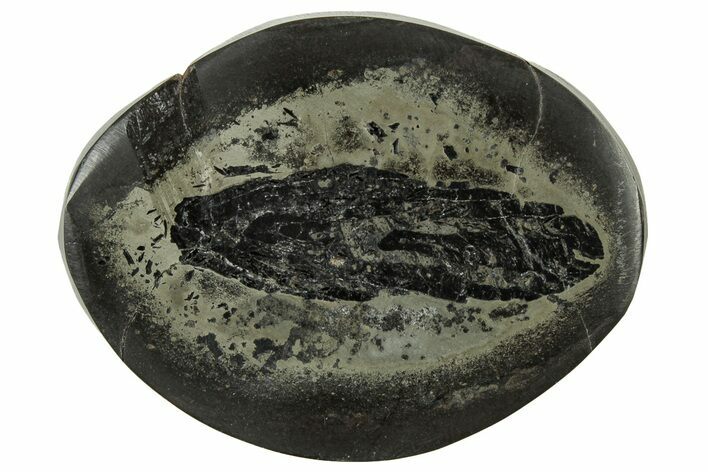 Polished Fish Coprolite (Fossil Poo) Nodule Half - Scotland #314886
